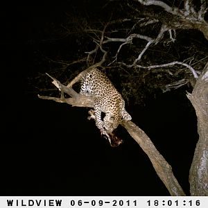 Leopard Namibia