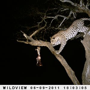 Leopard Namibia