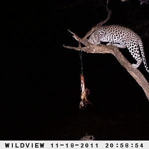 Leopard Namibia