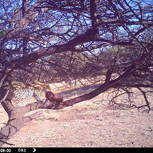 Leopard Namibia