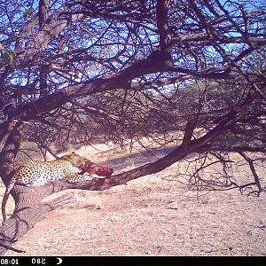 Leopard Namibia