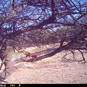 Leopard Namibia