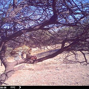 Leopard Namibia