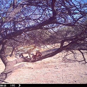 Leopard Namibia