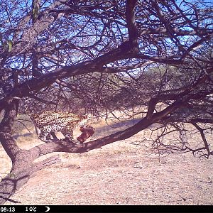 Leopard Namibia