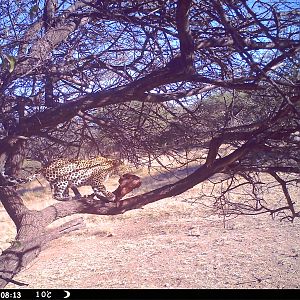 Leopard Namibia