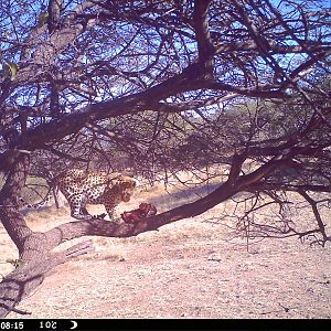 Leopard Namibia