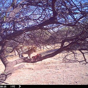 Leopard Namibia