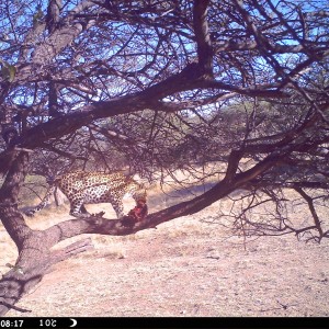 Leopard Namibia