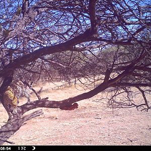 Leopard Namibia