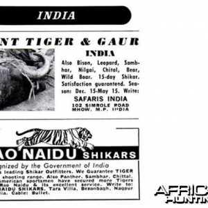 Hunting Tiger and Gaur in India