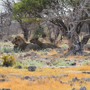 lions post feed at Etosha