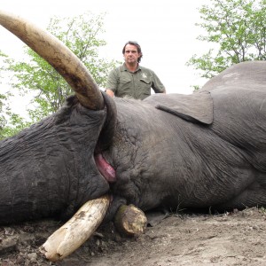 Elephant Botswana 2011 71 x 67