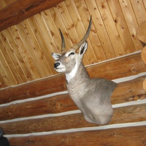 waterbuck