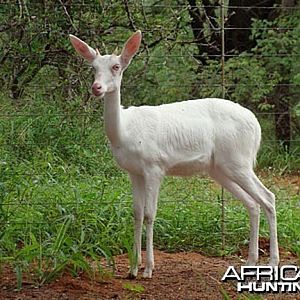 White Reedbuck - South Africa