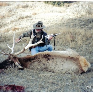 nontypical bull elk