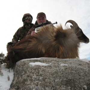 nice bull tahr