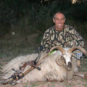 Multi-horned Ram-Argentina