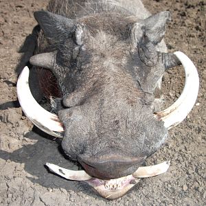 Hunting Warthog in Namibia