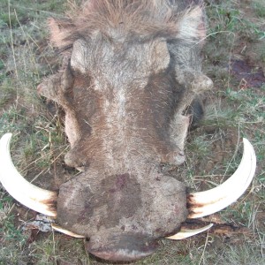 Hunting Warthog in Namibia