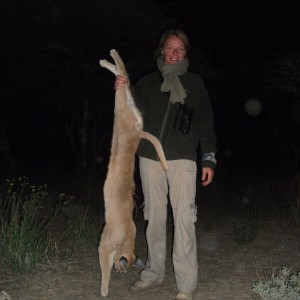 Hunting Caracal in Namibia