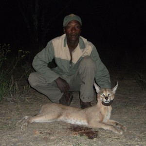 Hunting Caracal in Namibia