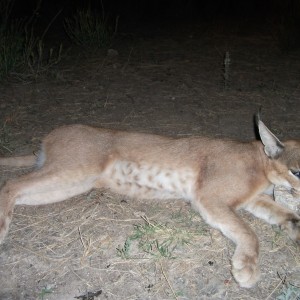 Hunting Caracal in Namibia