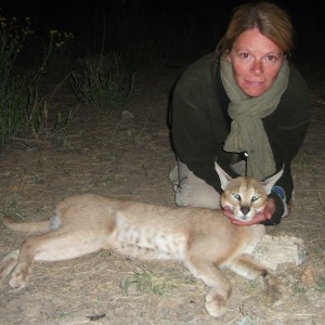 Hunting Caracal in Namibia