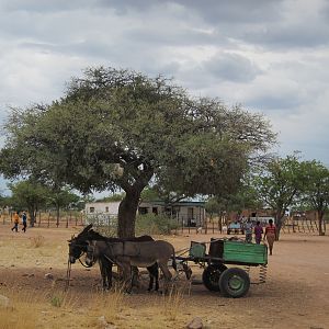 Donkey Cart Damaraland Namibia