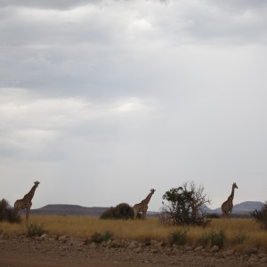 Giraffe Damaraland Namibia