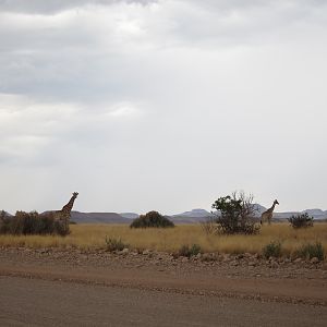 Giraffe Damaraland Namibia