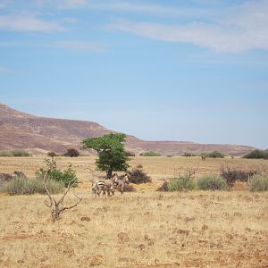 Hartmann's Zebra Damaraland Namibia