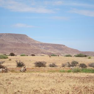 Hartmann's Zebra Damaraland Namibia