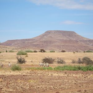 Hartmann's Zebra Damaraland Namibia