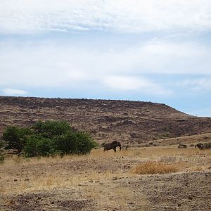 Elephant Damaraland Namibia