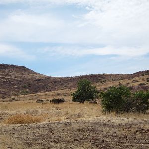 Elephant Damaraland Namibia