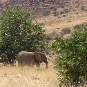 Elephant Damaraland Namibia