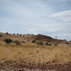 Elephant Damaraland Namibia