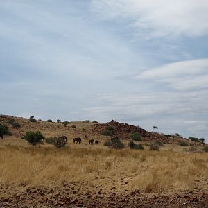 Elephant Damaraland Namibia