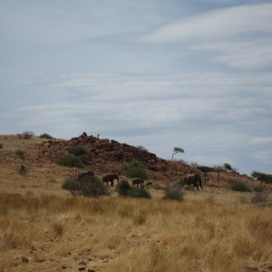 Elephant Damaraland Namibia