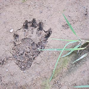 Baboon Track Damaraland Namibia