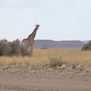 Giraffe Damaraland Namibia