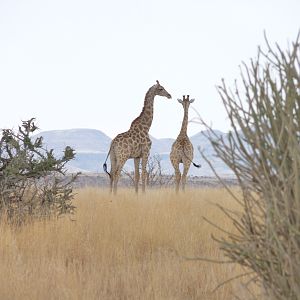 Giraffe Damaraland Namibia