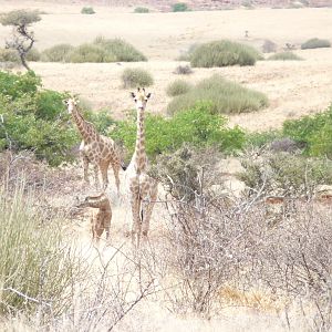 Giraffe Damaraland Namibia