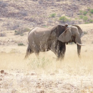 Elephant Damaraland Namibia