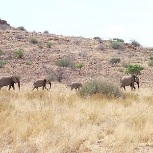 Elephant Damaraland Namibia