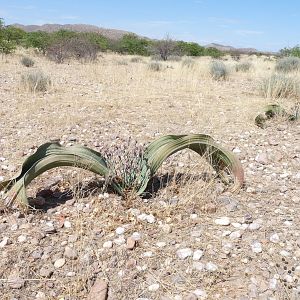 Welwitschia Damaraland Namibia