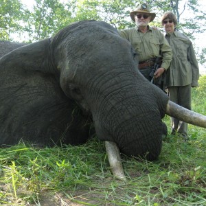 bull elephant with handgun