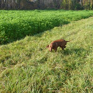 Vizsla Hunting in France