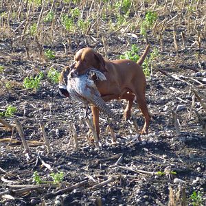 Vizsla Hunting in France